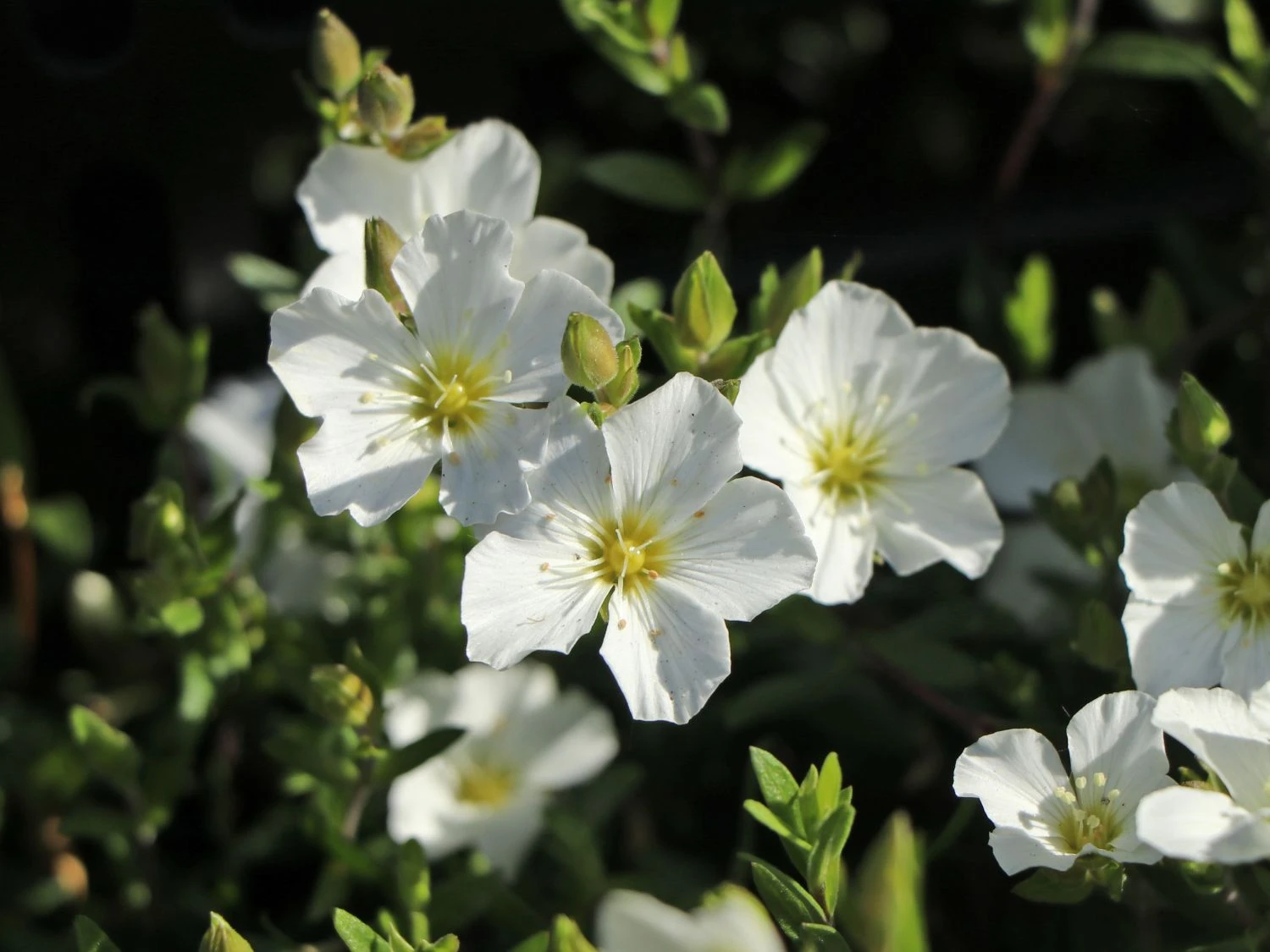 Berg-Sandkraut 9 Berg-Sandkraut – Bild 7