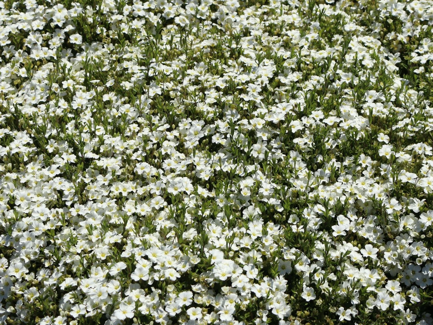 Berg-Sandkraut 13 Berg-Sandkraut – Bild 11