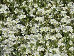 Berg-Sandkraut 19 Berg-Sandkraut -Günstiges Erd Seele Geschäft berg sandkraut m012343 w 9