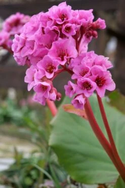 Bergenie 'Abendglut' -Günstiges Erd Seele Geschäft bergenie abendglut m044639 1064630 0