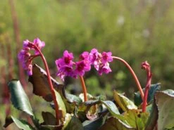 Bergenie 'Abendglut' -Günstiges Erd Seele Geschäft bergenie abendglut m044639 w 0