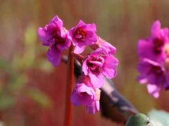 Bergenie 'Abendglut' -Günstiges Erd Seele Geschäft bergenie abendglut m044639 w 1