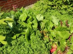 Bergenie 'Abendglut' -Günstiges Erd Seele Geschäft bergenie abendglut m044639 w 2