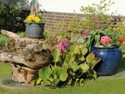 Bergenie 'Abendglut' -Günstiges Erd Seele Geschäft bergenie abendglut m044639 w 3