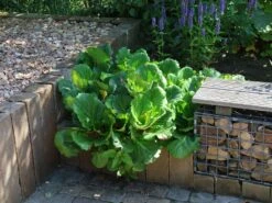 Bergenie 'Abendglut' -Günstiges Erd Seele Geschäft bergenie abendglut m044639 w 5