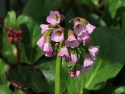 Bergenie 'Admiral' -Günstiges Erd Seele Geschäft bergenie admiral m077152 w 0