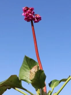 Bergenie 'Admiral' -Günstiges Erd Seele Geschäft bergenie admiral m077152 w 1