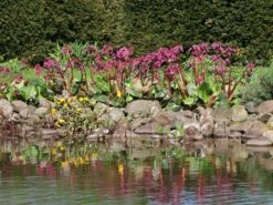 Bergenie 'Admiral' -Günstiges Erd Seele Geschäft bergenie admiral m077152 w 3