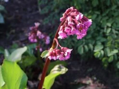 Bergenie 'Admiral' -Günstiges Erd Seele Geschäft bergenie admiral m077152 w 4