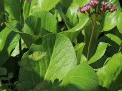 Bergenie 'Admiral' -Günstiges Erd Seele Geschäft bergenie admiral m077152 w 5