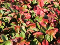 Bergenie 'Admiral' -Günstiges Erd Seele Geschäft bergenie admiral m077152 w 7