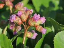 Bergenie 'Baby Doll'