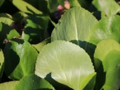 Bergenie 'Baby Doll' -Günstiges Erd Seele Geschäft bergenie baby doll m044640 w 0