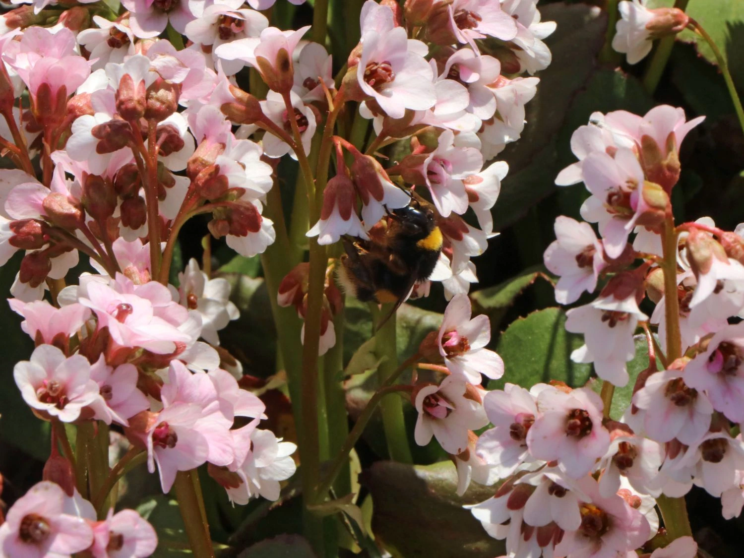 Bergenie 'Dragonfly Angel Kiss' 3 Bergenie 'Dragonfly Angel Kiss'