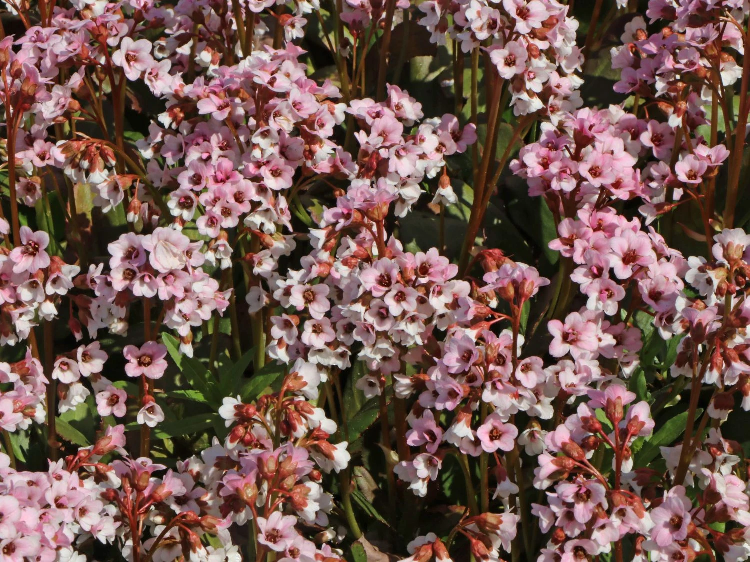 Bergenie 'Dragonfly Angel Kiss' 9 Bergenie 'Dragonfly Angel Kiss' – Bild 7