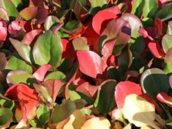 Bergenie 'Eroica' -Günstiges Erd Seele Geschäft bergenie eroica m077164 w 0