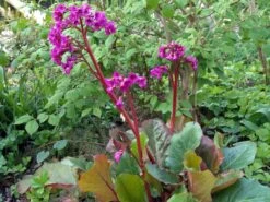 Bergenie 'Eroica' -Günstiges Erd Seele Geschäft bergenie eroica m077164 w 1