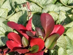 Bergenie 'Eroica' -Günstiges Erd Seele Geschäft bergenie eroica m077164 w 2