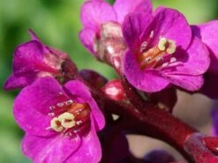 Bergenie 'Eroica' -Günstiges Erd Seele Geschäft bergenie eroica m077164 w 3