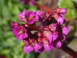 Bergenie 'Eroica' -Günstiges Erd Seele Geschäft bergenie eroica m077164 w 4