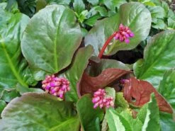 Bergenie 'Eroica' -Günstiges Erd Seele Geschäft bergenie eroica m077164 w 5