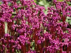 Bergenie 'Eroica' -Günstiges Erd Seele Geschäft bergenie eroica m077164 w 7