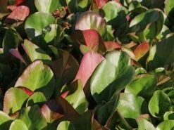 Bergenie 'Eroica' -Günstiges Erd Seele Geschäft bergenie eroica m077164 w 8