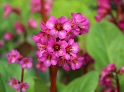 Bergenie 'Eroica' -Günstiges Erd Seele Geschäft bergenie eroica m077164 w 9