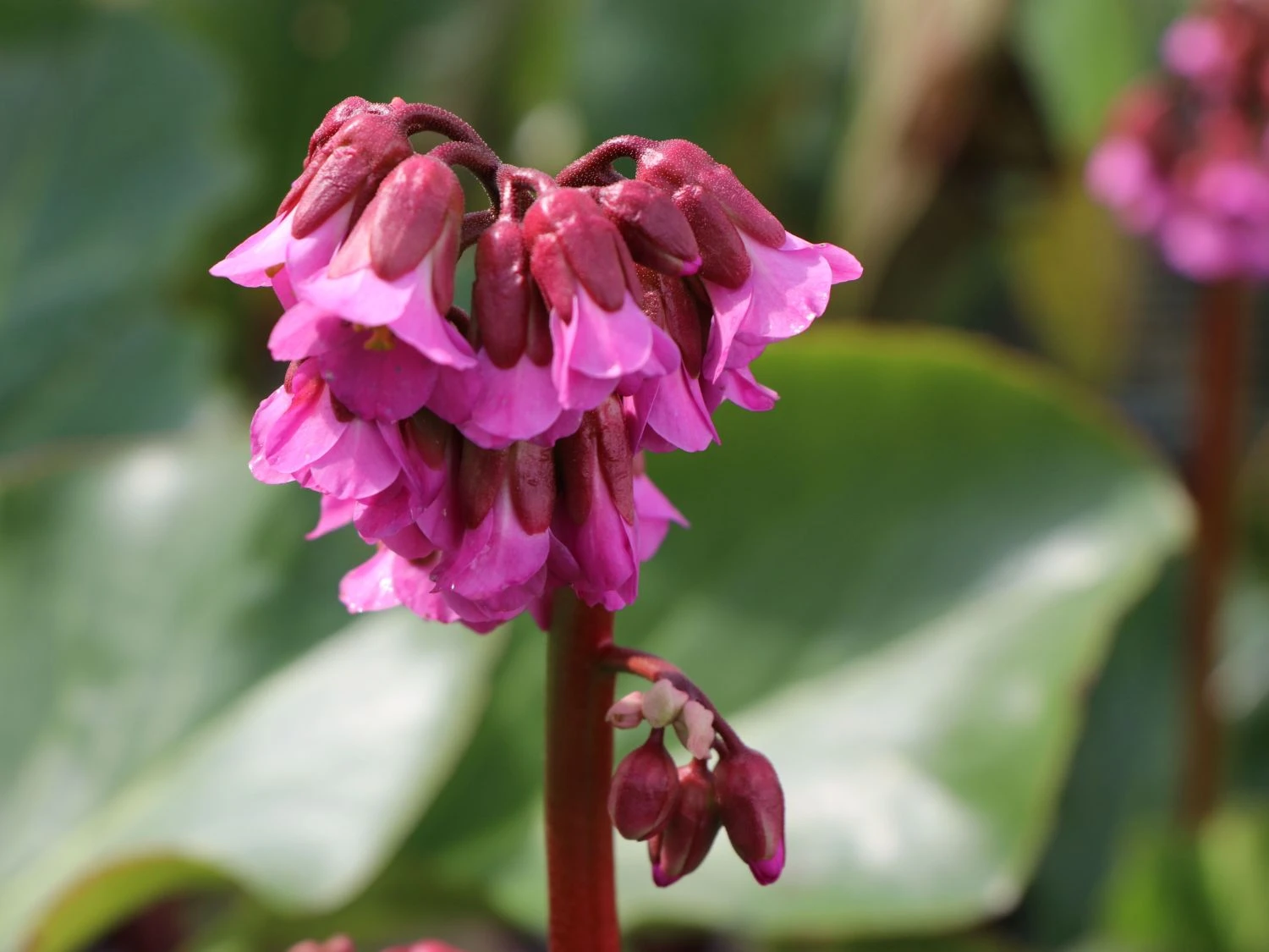Bergenie 'Glockenturm' 3 Bergenie 'Glockenturm'