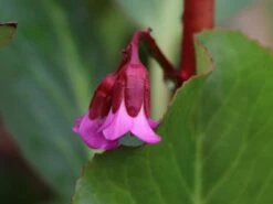 Bergenie 'Glockenturm' 12 Bergenie 'Glockenturm' -Günstiges Erd Seele Geschäft bergenie glockenturm m077169 w 0