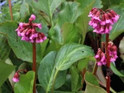 Bergenie 'Glockenturm' 11 Bergenie 'Glockenturm' -Günstiges Erd Seele Geschäft bergenie glockenturm m077169 w 1