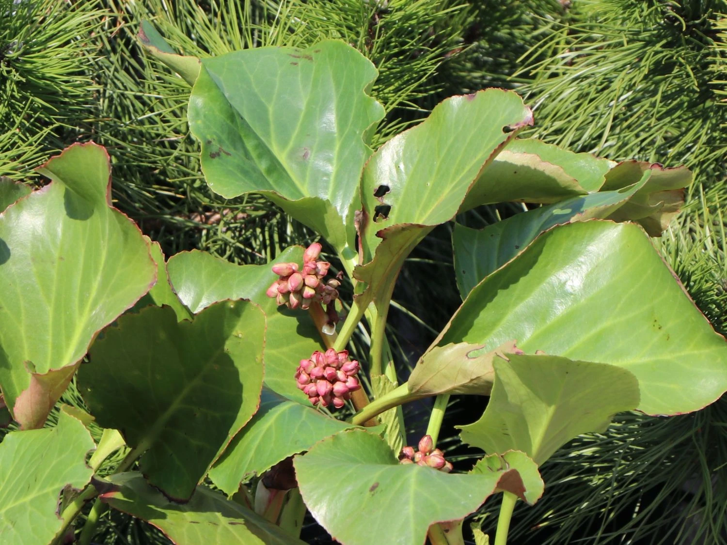 Bergenie 'Glockenturm' 8 Bergenie 'Glockenturm' – Bild 6