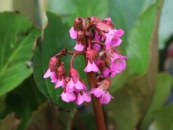 Bergenie 'Glockenturm' 13 Bergenie 'Glockenturm' -Günstiges Erd Seele Geschäft bergenie glockenturm m077169 w 3