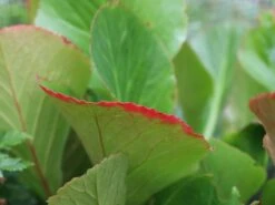 Bergenie 'Glockenturm' 15 Bergenie 'Glockenturm' -Günstiges Erd Seele Geschäft bergenie glockenturm m077169 w 4