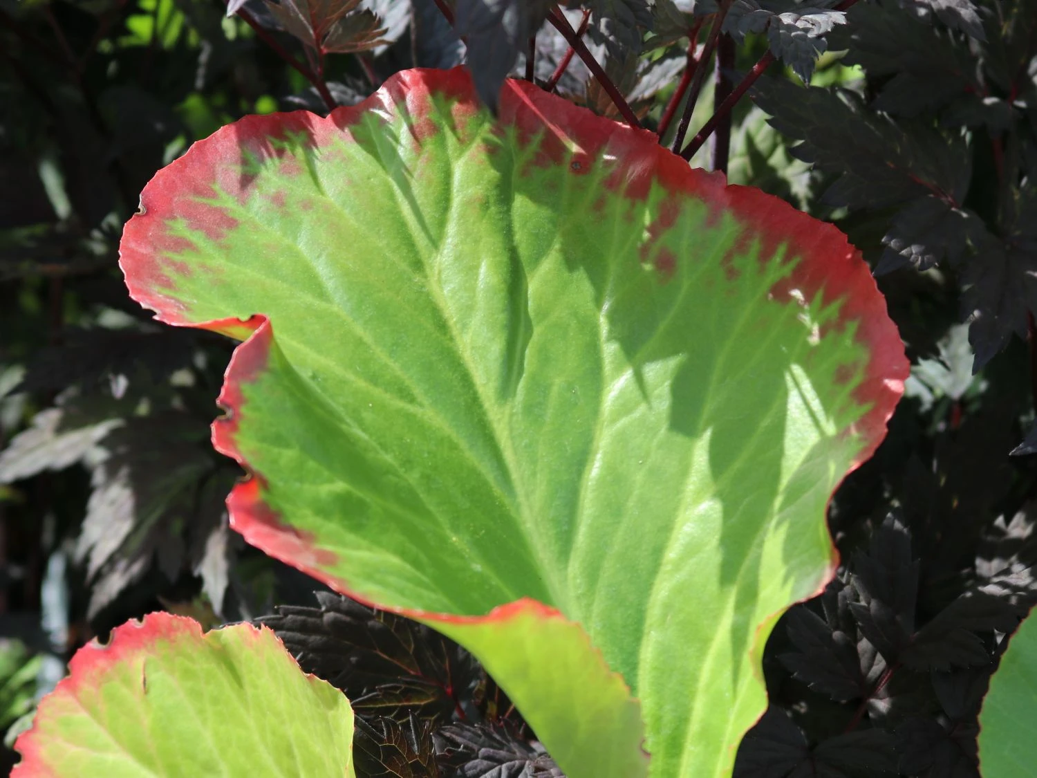 Bergenie 'Glockenturm' 4 Bergenie 'Glockenturm' – Bild 2