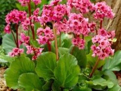 Bergenie 'Morgenröte'