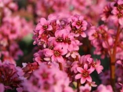 Bergenie 'Pink Dragonfly'