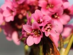 Bergenie 'Pink Dragonfly' -Günstiges Erd Seele Geschäft bergenie pink dragonfly m076290 w 1