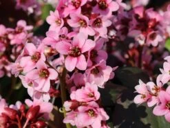 Bergenie 'Pink Dragonfly' -Günstiges Erd Seele Geschäft bergenie pink dragonfly m076290 w 2