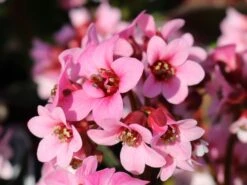 Bergenie 'Pink Dragonfly' -Günstiges Erd Seele Geschäft bergenie pink dragonfly m076290 w 3