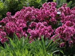 Bergenie 'Pink Dragonfly' -Günstiges Erd Seele Geschäft bergenie pink dragonfly m076290 w 5