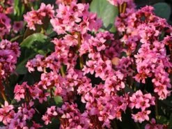 Bergenie 'Pink Dragonfly' -Günstiges Erd Seele Geschäft bergenie pink dragonfly m076290 w 6