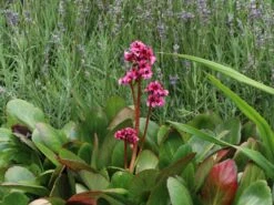 Bergenie 'Pink Dragonfly' -Günstiges Erd Seele Geschäft bergenie pink dragonfly m076290 w 7