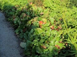 Bergenie 'Pink Dragonfly' -Günstiges Erd Seele Geschäft bergenie pink dragonfly m076290 w 9