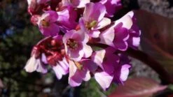 Bergenie 'Pinneberg' -Günstiges Erd Seele Geschäft bergenie pinneberg m057925 758782 0