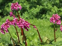 Bergenie 'Pinneberg'