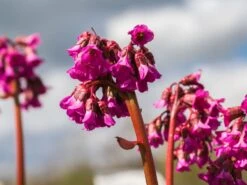 Bergenie 'Pinneberg' -Günstiges Erd Seele Geschäft bergenie pinneberg m057925 w 1