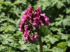 Bergenie 'Pinneberg' -Günstiges Erd Seele Geschäft bergenie pinneberg m057925 w 2