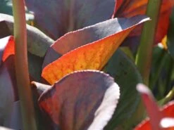 Bergenie 'Pinneberg' -Günstiges Erd Seele Geschäft bergenie pinneberg m057925 w 3