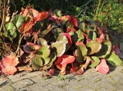 Bergenie 'Pinneberg' -Günstiges Erd Seele Geschäft bergenie pinneberg m057925 w 4